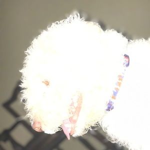 Meet your Posher, Elijah